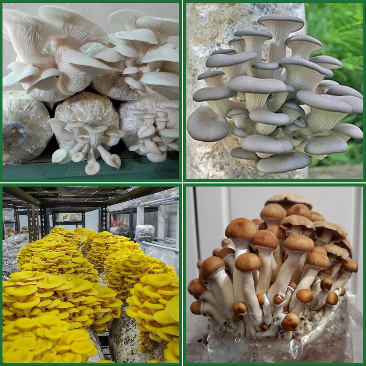 Paddenstoelenteeltzakken, 25 s - Mushroom Spawn Bag recensie en prijs