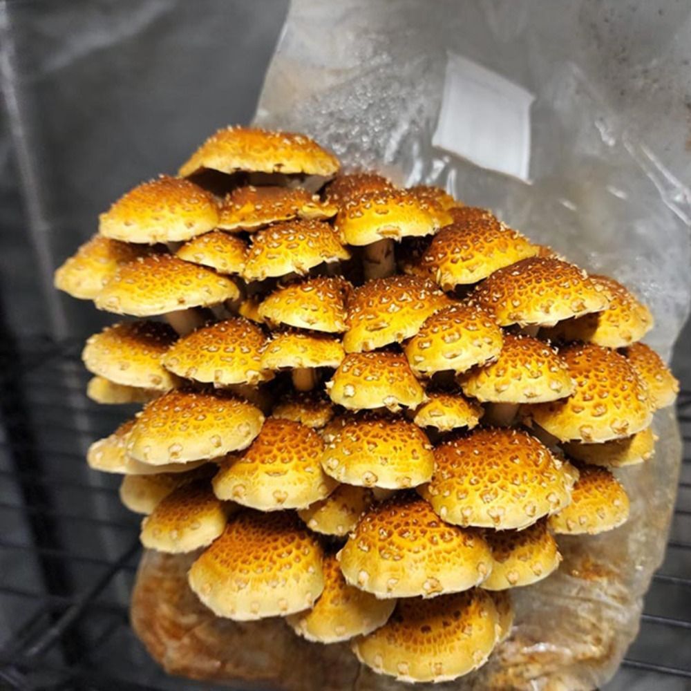 50 Stuks Pp Paddestoel Plantza - Mushroom Spawn Bag recensie en prijs