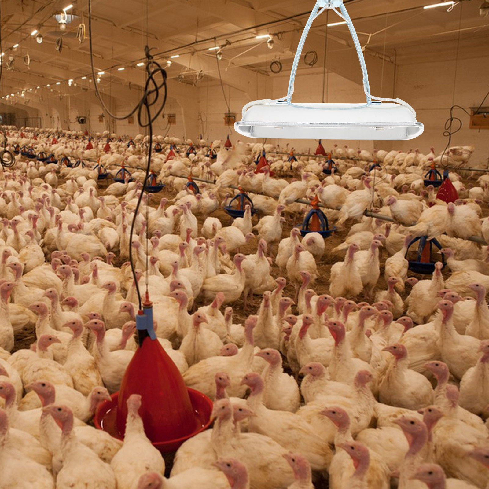 Varkenshouderij-bewaarlamp, ki - Farming A recensie en prijs